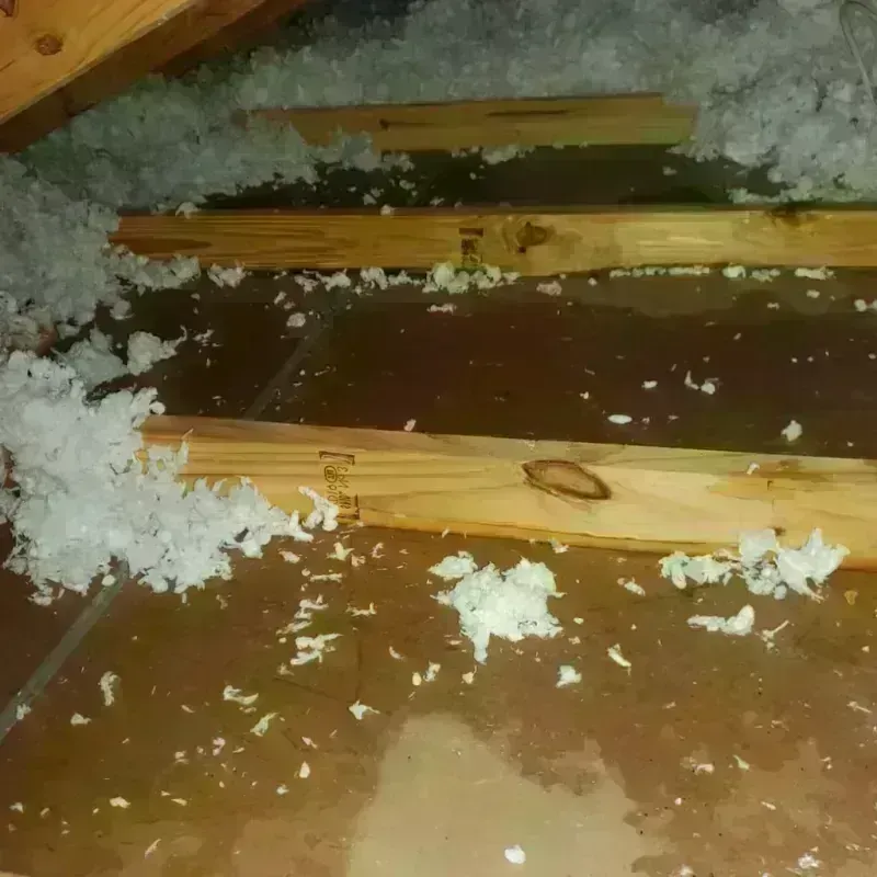 Attic Water Damage in Panama City Beach, FL