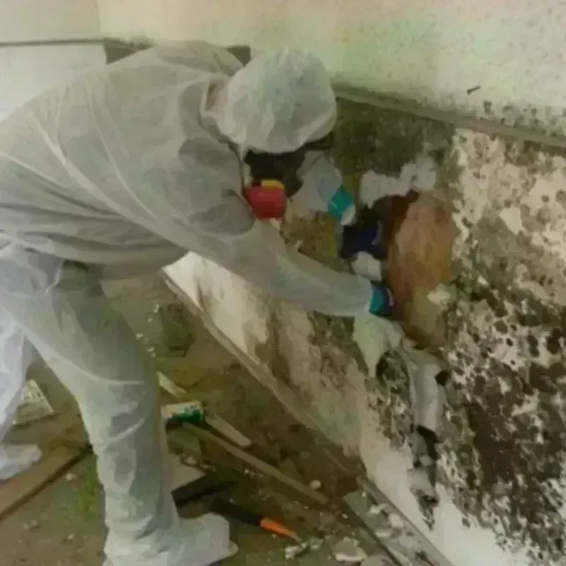 Mold Remediation and Removal in Panama City Beach, FL